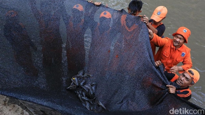 
 Petugas gabungan saat melakukan pengangkutan ikan sapu-sapu hasil tangkapan dari salah satu waduk di Jakarta. (Foto: RSS)