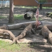 Petugas mempersiapkan pengiriman sepasang Komodo dari Kebun Binatang Surabaya menuju iZoo Jepang dalam rangka program kerja sama konservasi dan breeding internasional. (Foto: RSS)