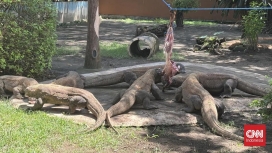 Petugas mempersiapkan pengiriman sepasang Komodo dari Kebun Binatang Surabaya menuju iZoo Jepang dalam rangka program kerja sama konservasi dan breeding internasional. (Foto: RSS)