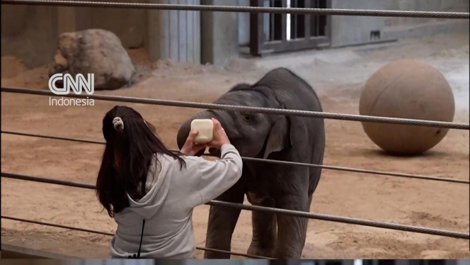 
 Linh Mai, bayi gajah Asia yang baru melakukan debut publiknya di Kebun Binatang Nasional Smithsonian, AS. (Foto: RSS)