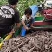 Ikan sapu-sapu yang ditangkap warga Sidrap untuk diolah menjadi pakan ternak. (Foto: RSS)