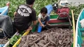 Ikan sapu-sapu yang ditangkap warga Sidrap untuk diolah menjadi pakan ternak. (Foto: RSS)