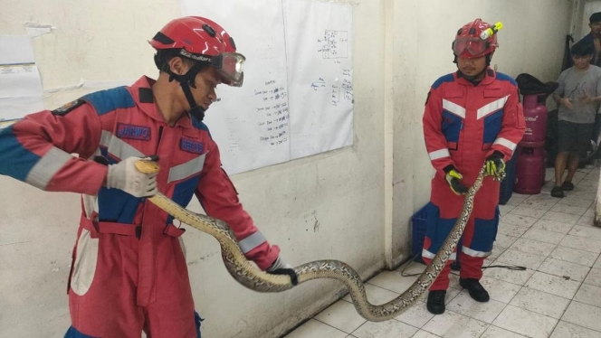 
 Petugas Damkar Jakarta Barat saat mengevakuasi ular sanca sepanjang 4 meter di permukiman warga Tegal Alur, Kalideres. (Foto: RSS)